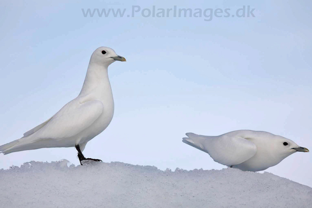 Ivory gull_MG_2074