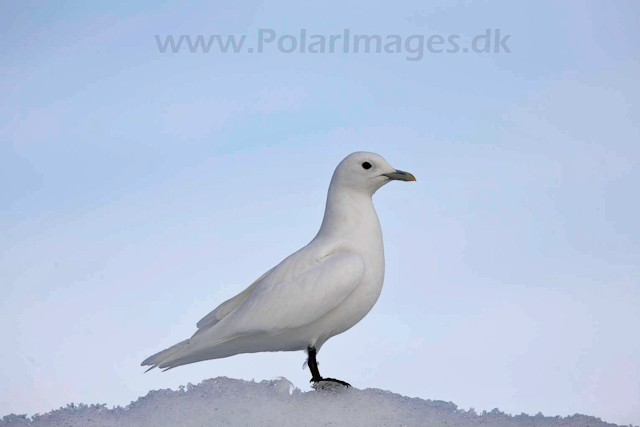 Ivory gull_MG_2076