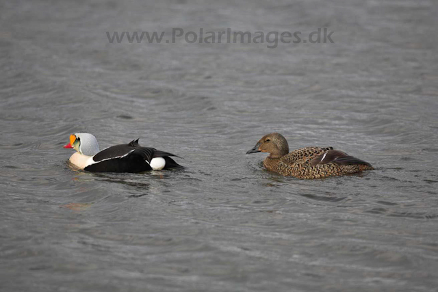 King Eider_MG_8649