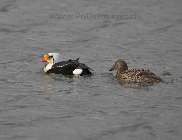 King Eider_MG_8657