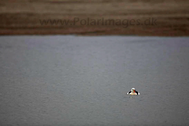 King eider_MG_8671