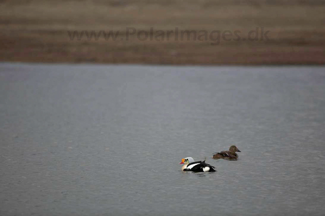 King eider_MG_8672