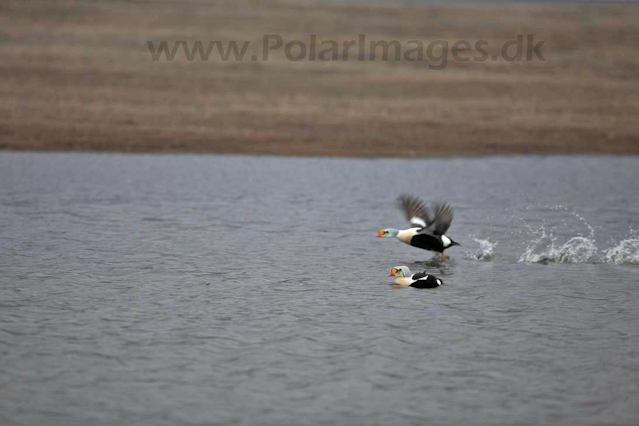 King eider_MG_8680