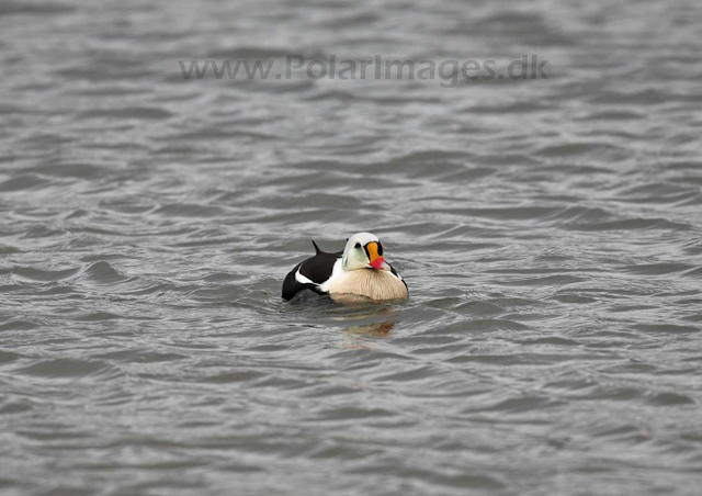 King eider_MG_8752