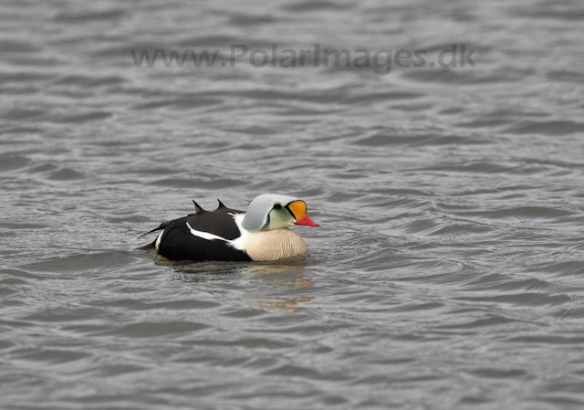 King eider_MG_8753