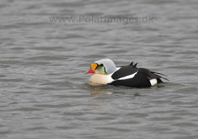 King eider_MG_8762