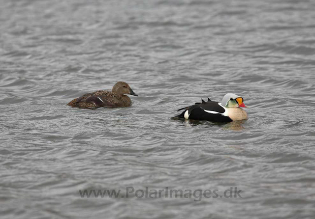 King eider_MG_8789