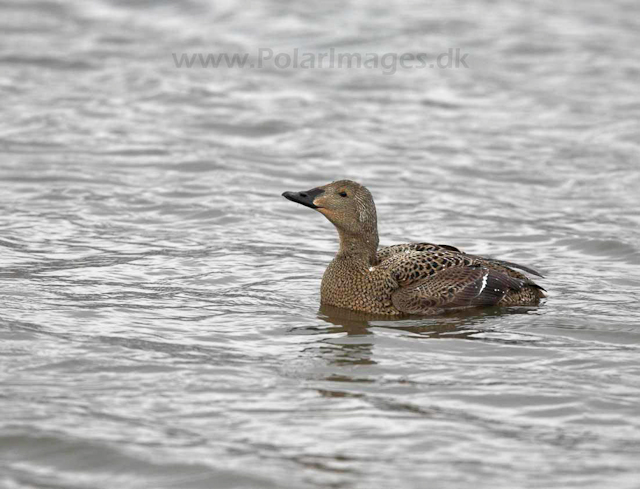 King eider_MG_8791