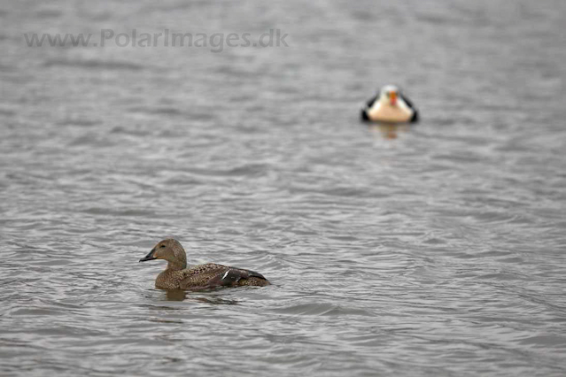 King eider_MG_8794