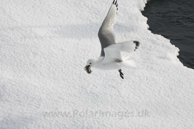 Kittiwake_MG_2952