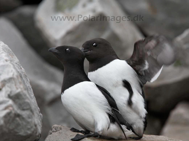 Little auks mating _MG_9413