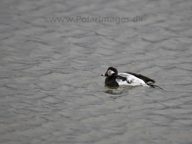 Long-tailed duck_MG_8734