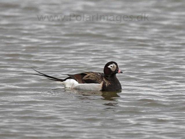 Long-tailed duck_MG_8767