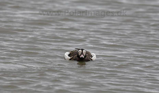 Long-tailed duck_MG_8775