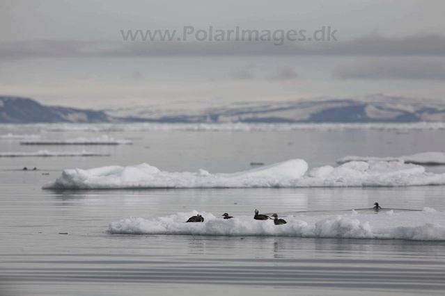 Long-tailed ducks_MG_0145