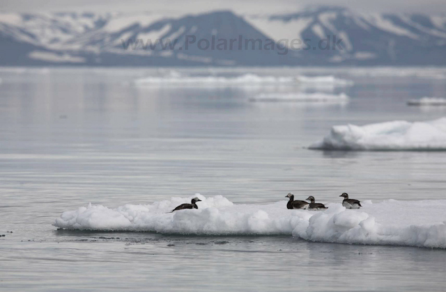 Long-tailed ducks_MG_0150