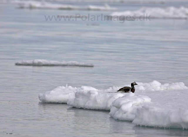 Long-tailed ducks_MG_0157