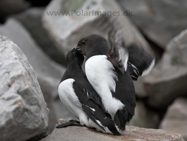 Mating Little auks_MG_9415