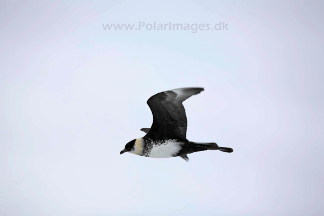 Pomarine skua_MG_0751