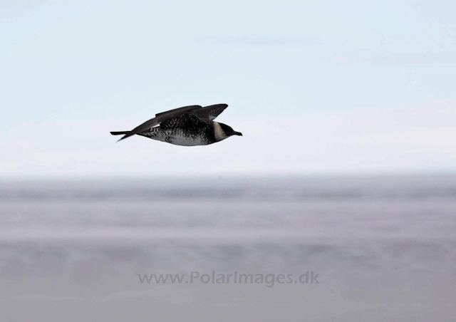 Pomarine skua_MG_0758