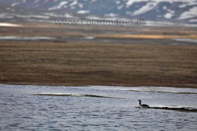 Red-throated diver_MG_8658