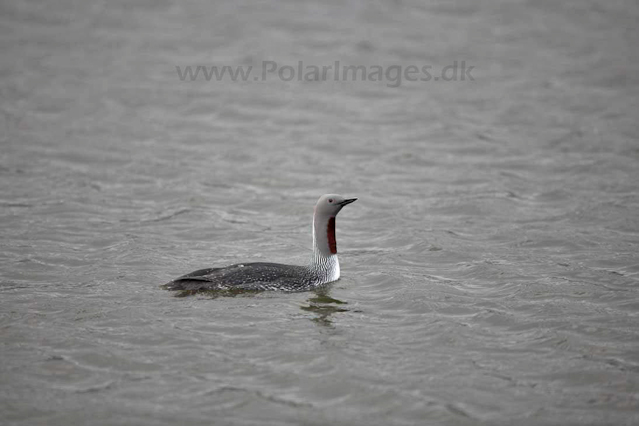 Red-throated diver_MG_8660