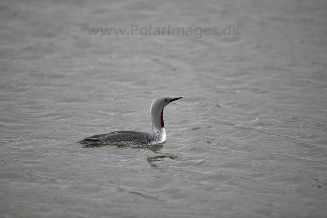 Red-throated diver_MG_8663