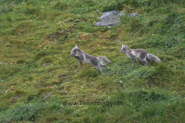 Alkfjellet Arctic fox PICT3403