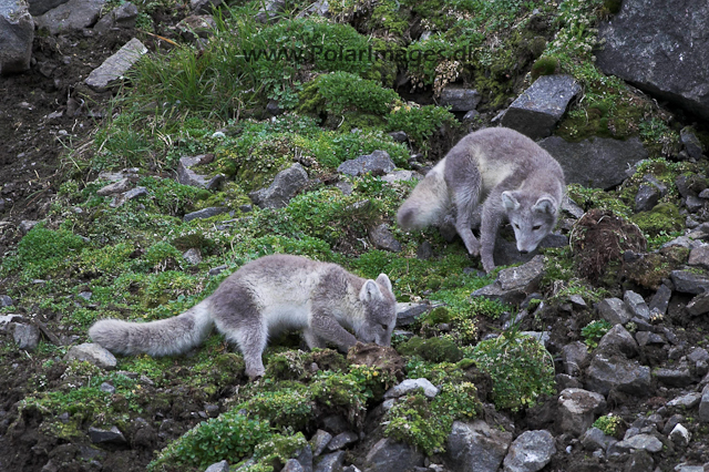 Alkfjellet Arctic fox PICT3438