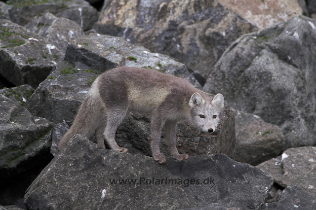 Alkfjellet Arctic fox PICT3447