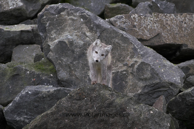 Alkfjellet Arctic fox PICT3450