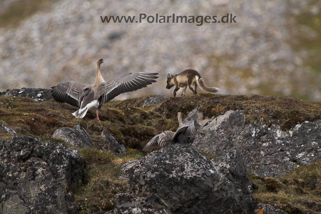 Alkhornet Arctic fox PICT6796