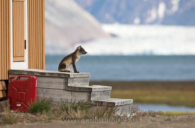 Arctic fox, Ny Ålesund_MG_0534