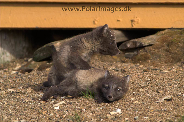 Ny Ålesunde Arctic fox cubsPICT7438