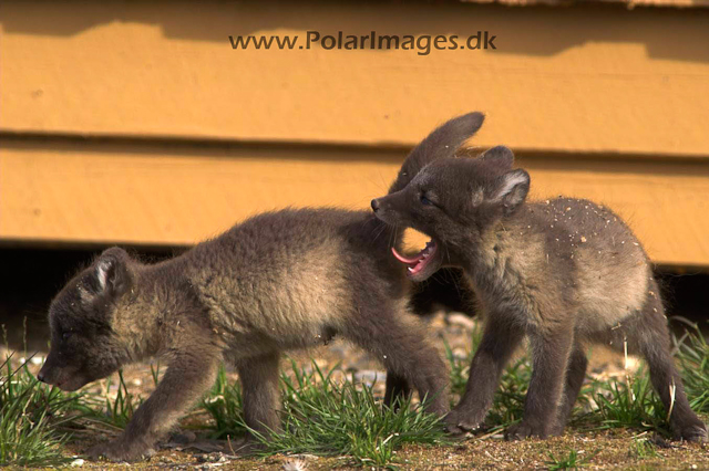 Ny Ålesunde Arctic fox cubsPICT7440