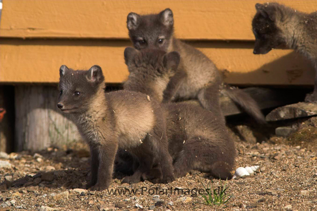 Ny Ålesunde Arctic fox cubsPICT7444