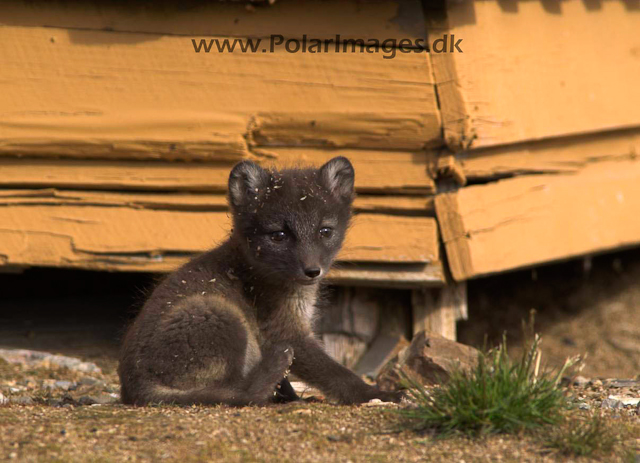 Ny Ålesunde Arctic fox cubsPICT7462