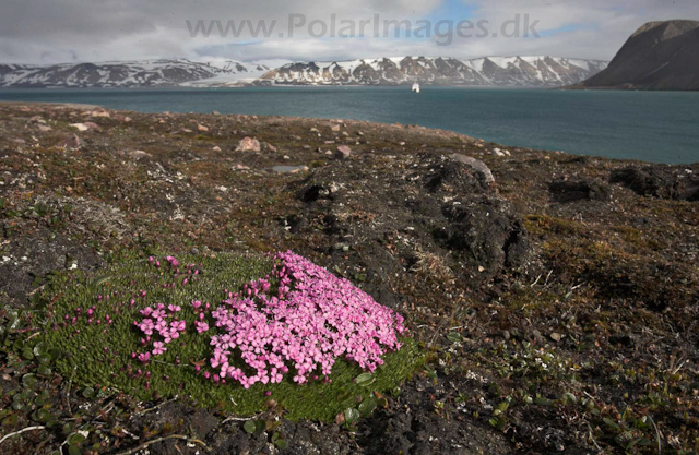 Faksevågen, Lomfjord_MG_0609