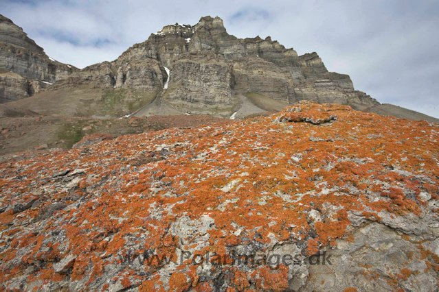 Lichen, Templet_MG_9482