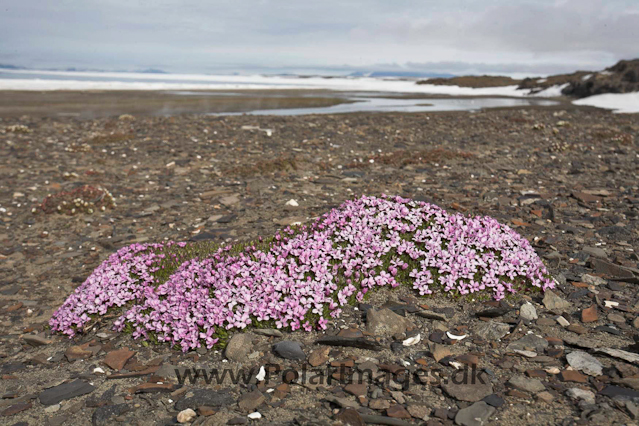 Moss campion_MG_0269