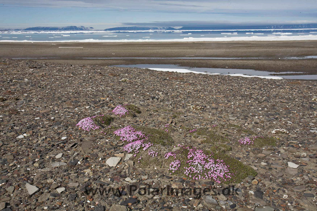 Moss campion_MG_0272