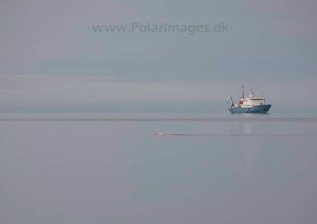 Mushamna, Woodfjord_MG_2729