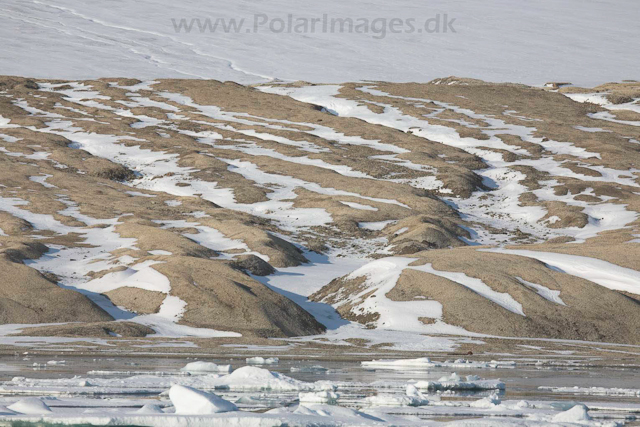 Palanderbukta, Nordaustlandet_MG_2000