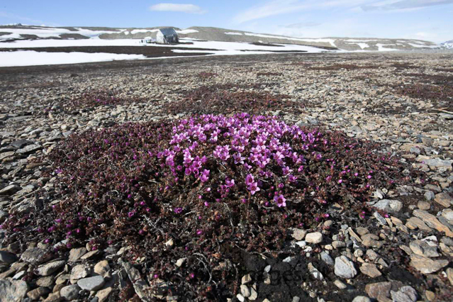 Purple saxifrage_MG_8894