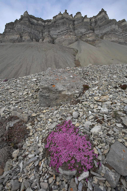 Purple saxifrage, Templet_MG_9461