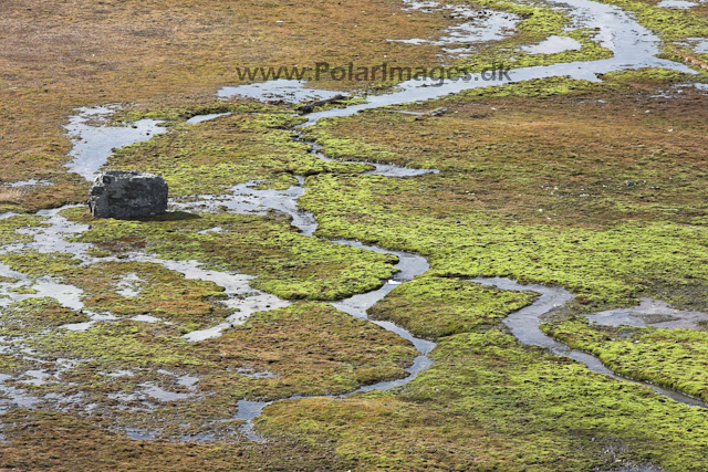 Skansbukta_MG_9530