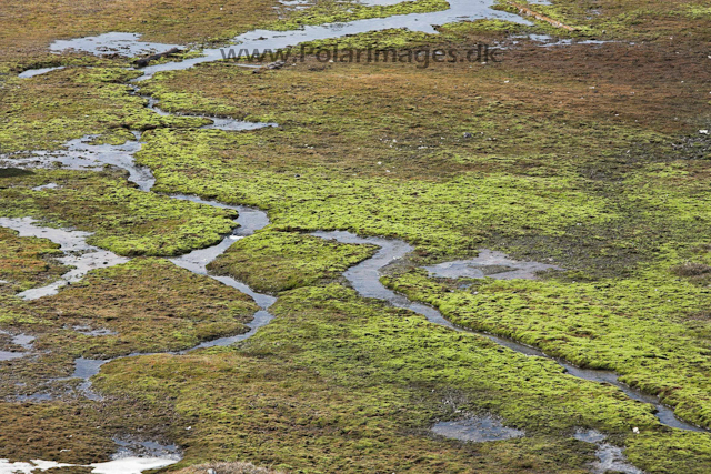 Skansbukta_MG_9532