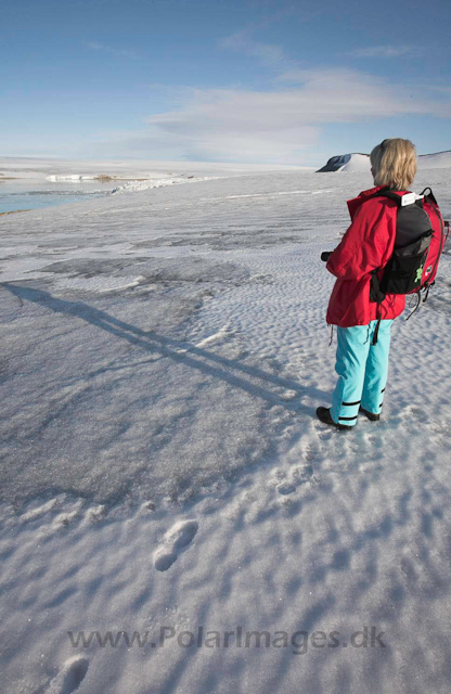 Vegafonna, Palanderbukta_MG_2789