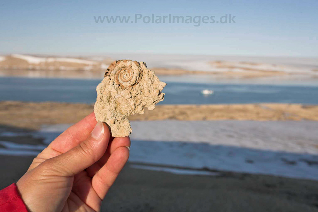 Vegafonna, Palanderbukta_MG_2802