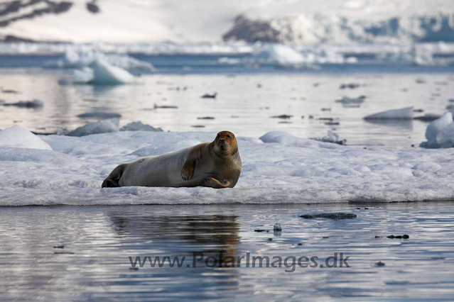 Bearded seal, Hornsund_MG_0358